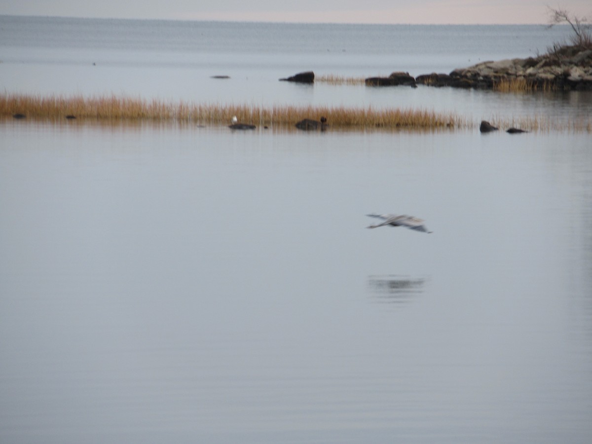 Great Blue Heron - ML517606811