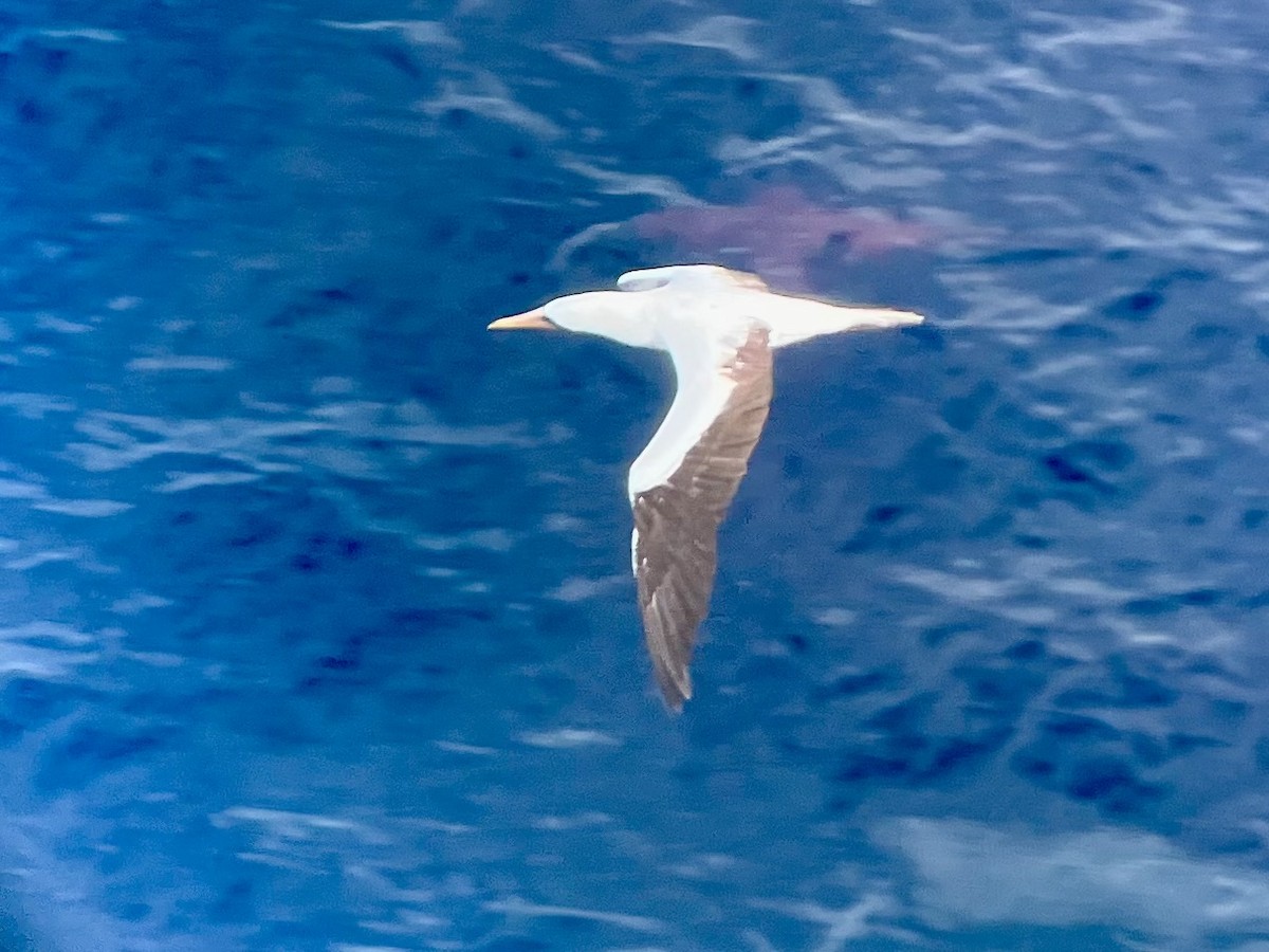 Nazca Booby - ML517606851