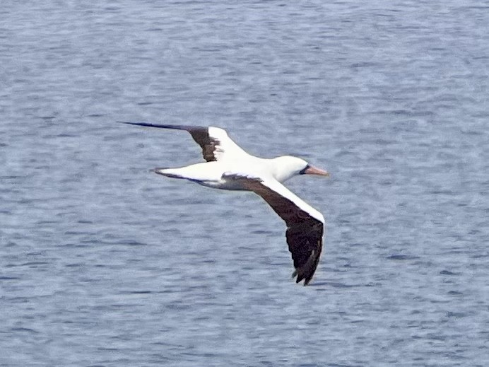 Nazca Booby - ML517606861