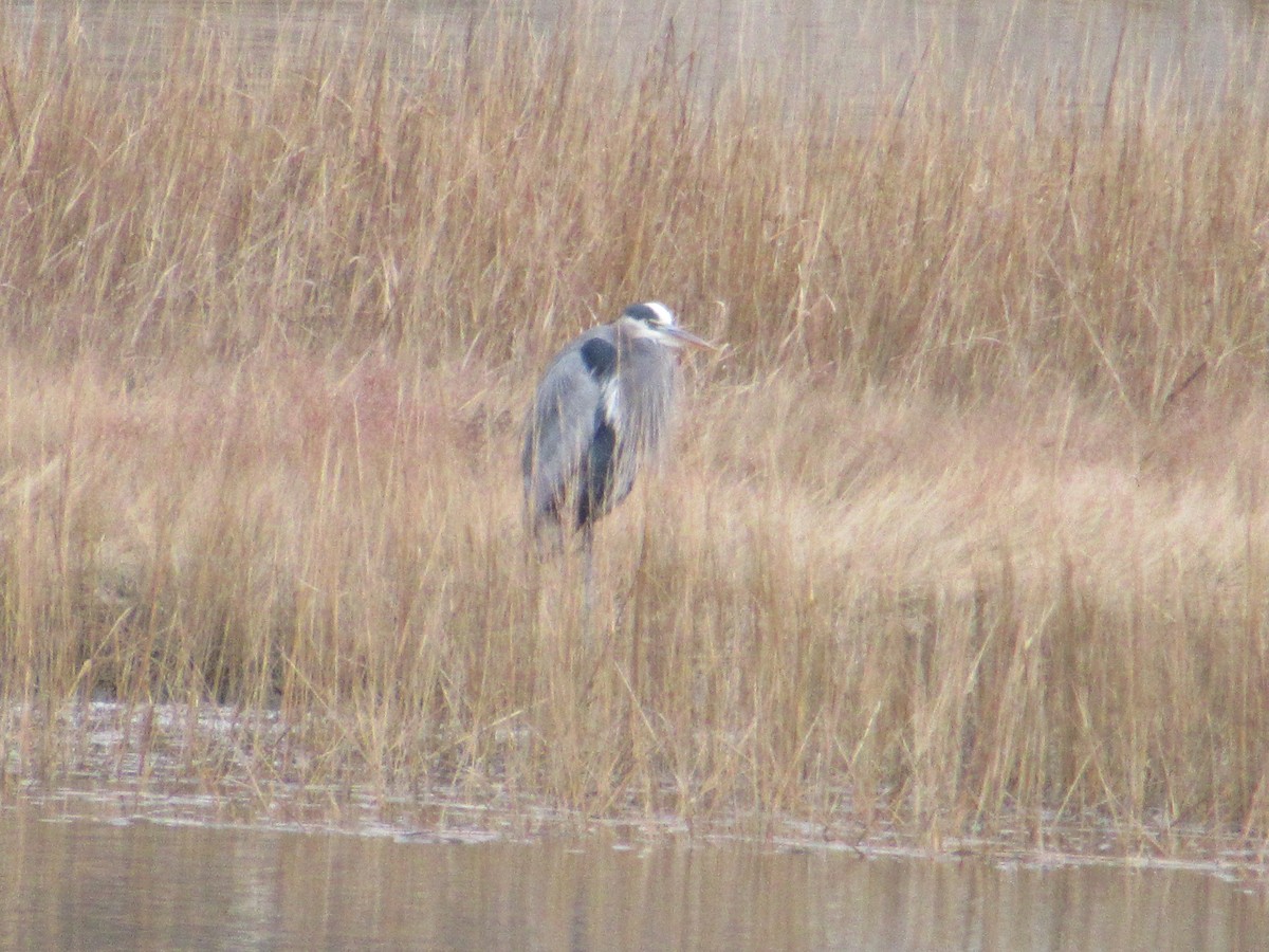 Great Blue Heron - ML517606891