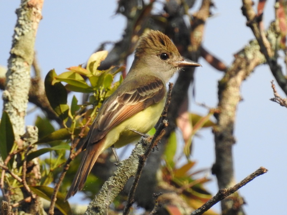 Great Crested Flycatcher - Daniel Garrigues