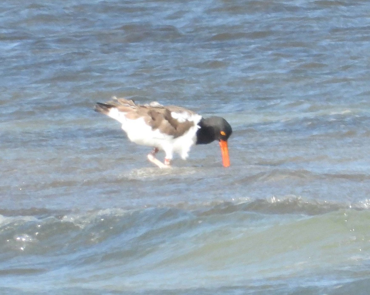 American Oystercatcher - ML517609831