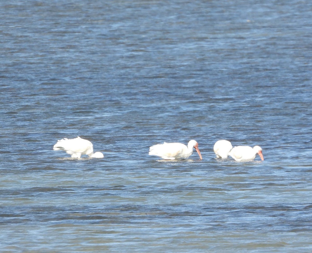 White Ibis - ML517609941