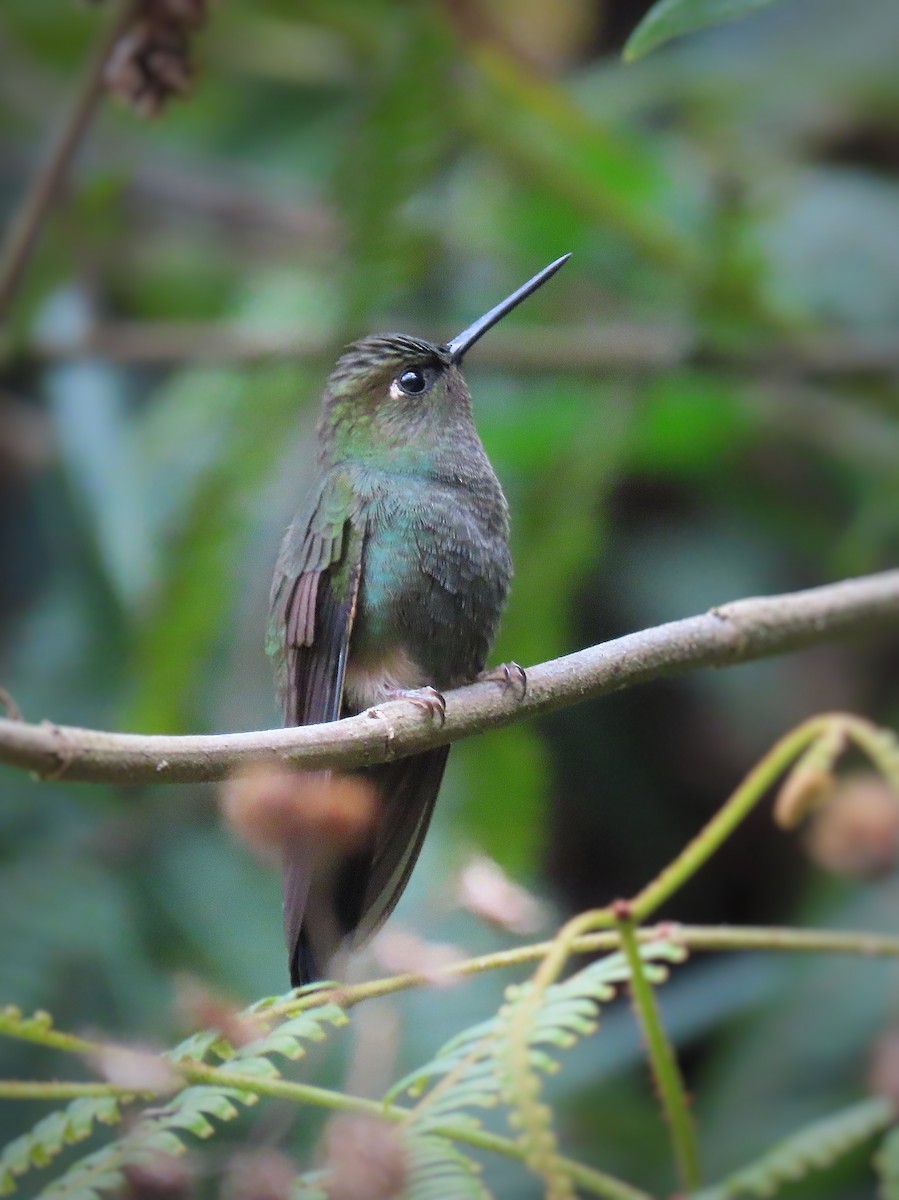 Buff-thighed Puffleg - Àlex Giménez