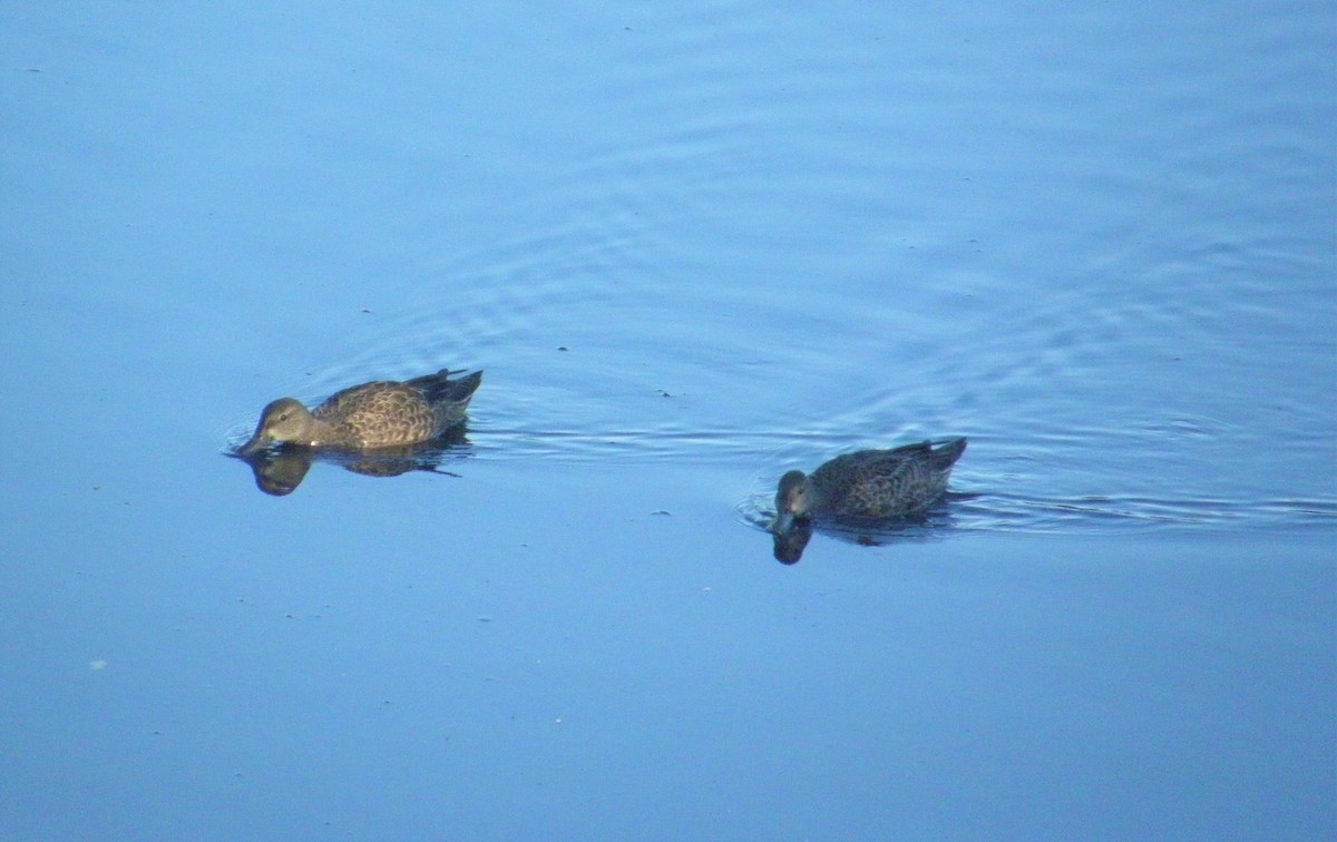 Blue-winged Teal - ML517611451