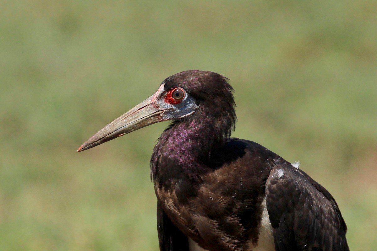 Abdim's Stork - ML51761231