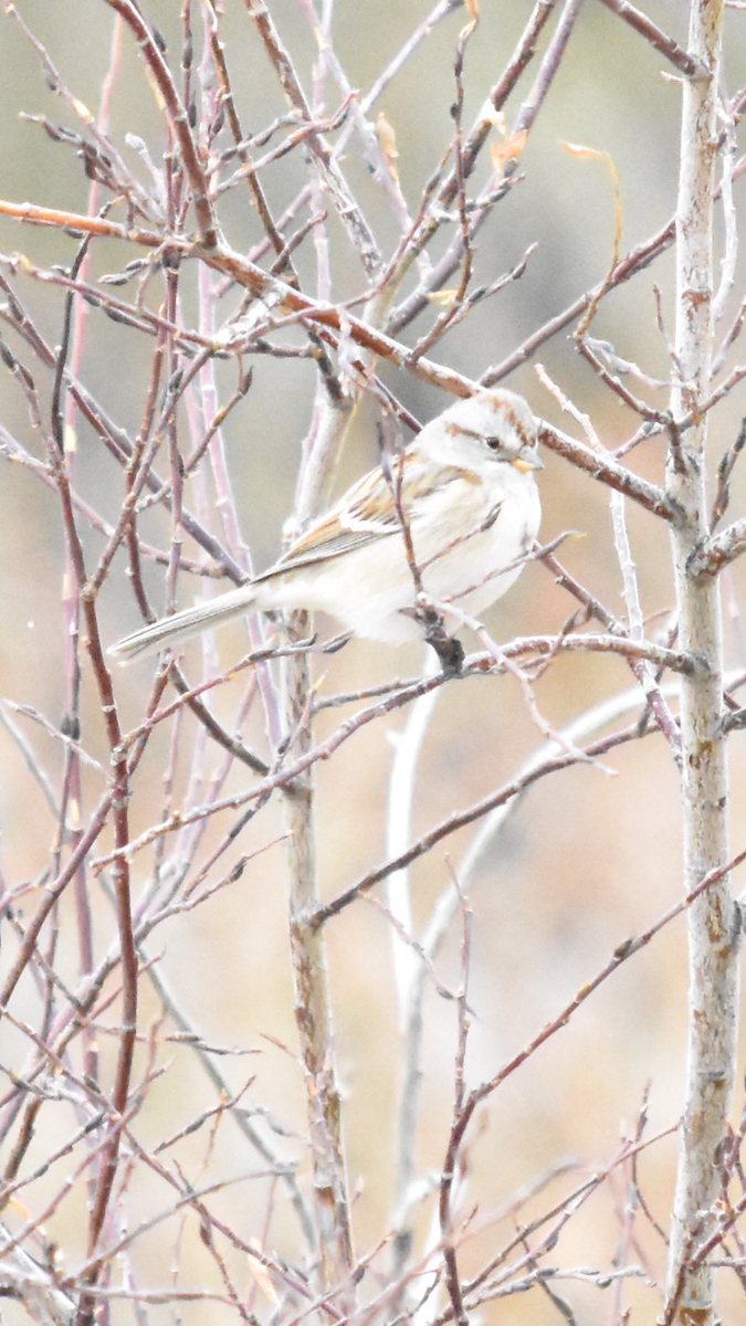 American Tree Sparrow - Alicia Arnold 🦩