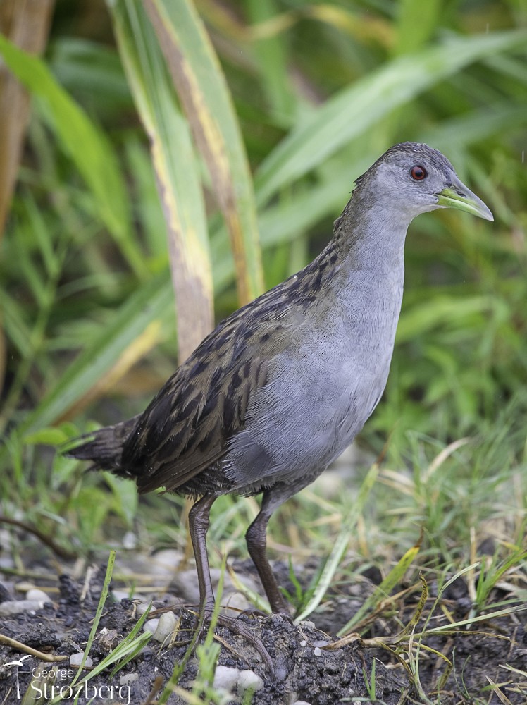 Ash-throated Crake - George Strozberg