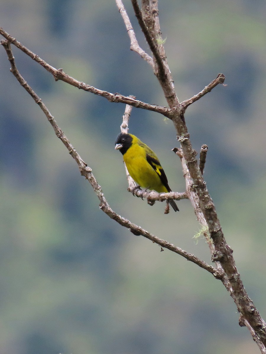 Olivaceous Siskin - ML517613171