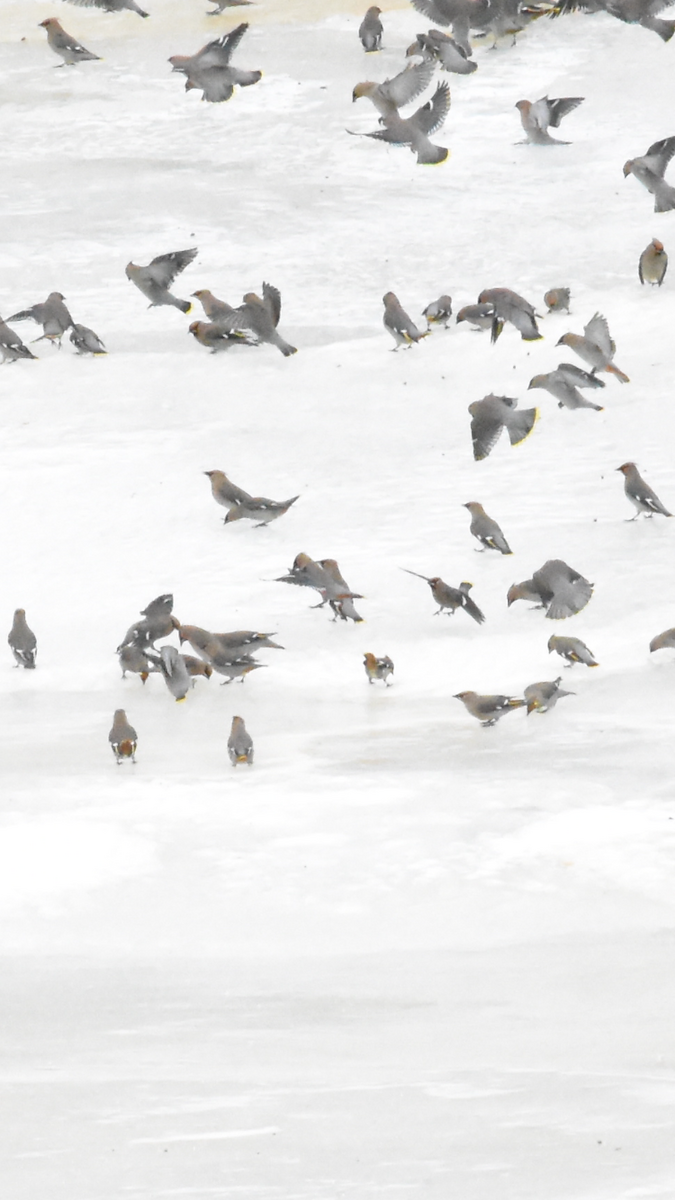 Bohemian Waxwing - ML517613381