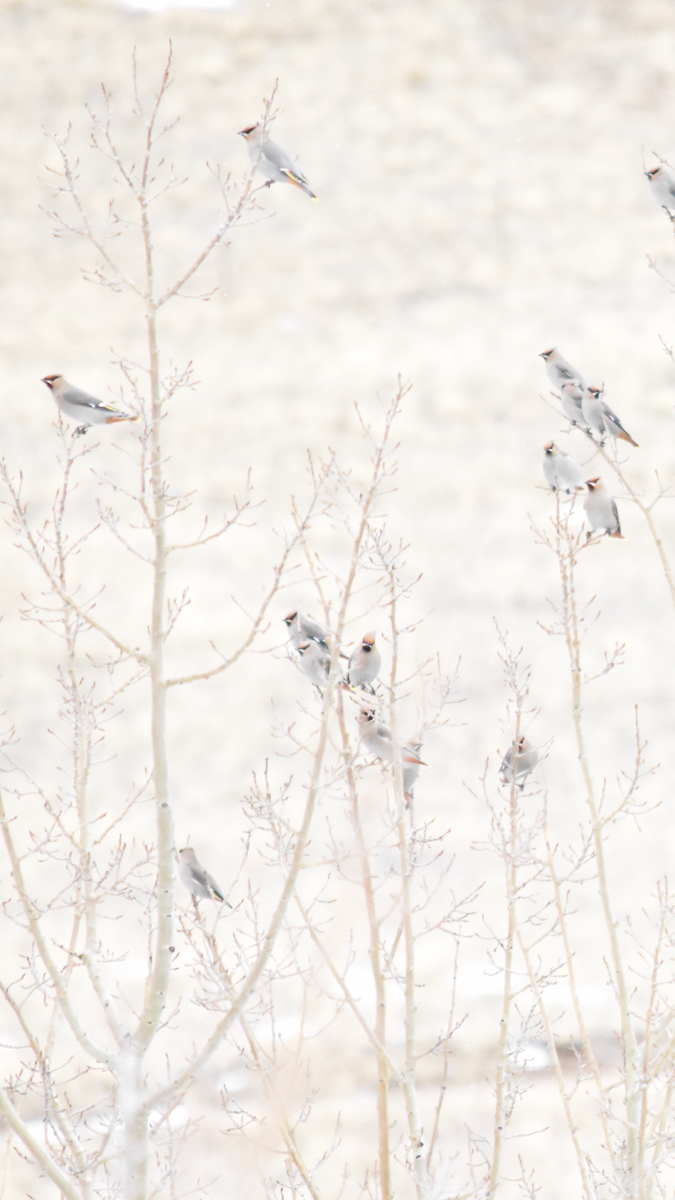 Bohemian Waxwing - Alicia Arnold 🦩