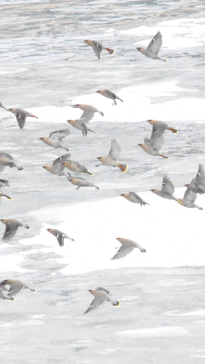 Bohemian Waxwing - ML517613411