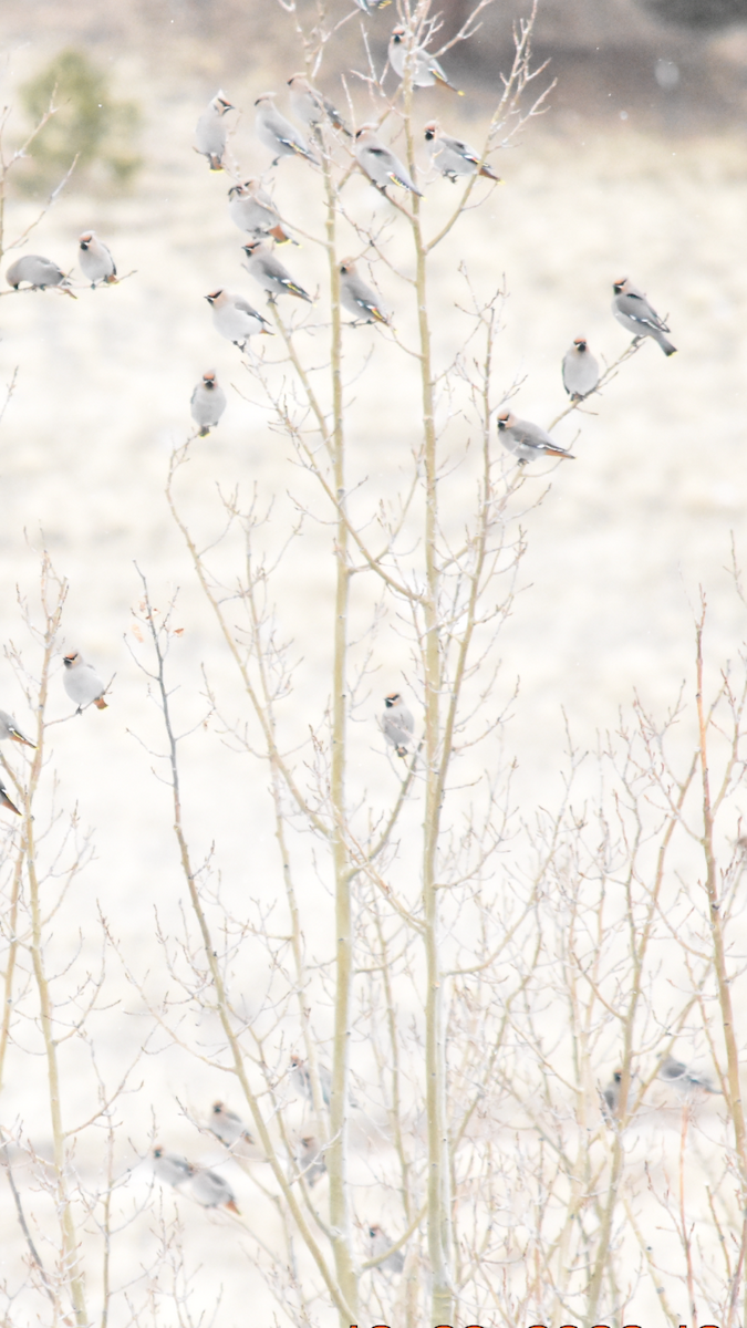 Bohemian Waxwing - ML517613421