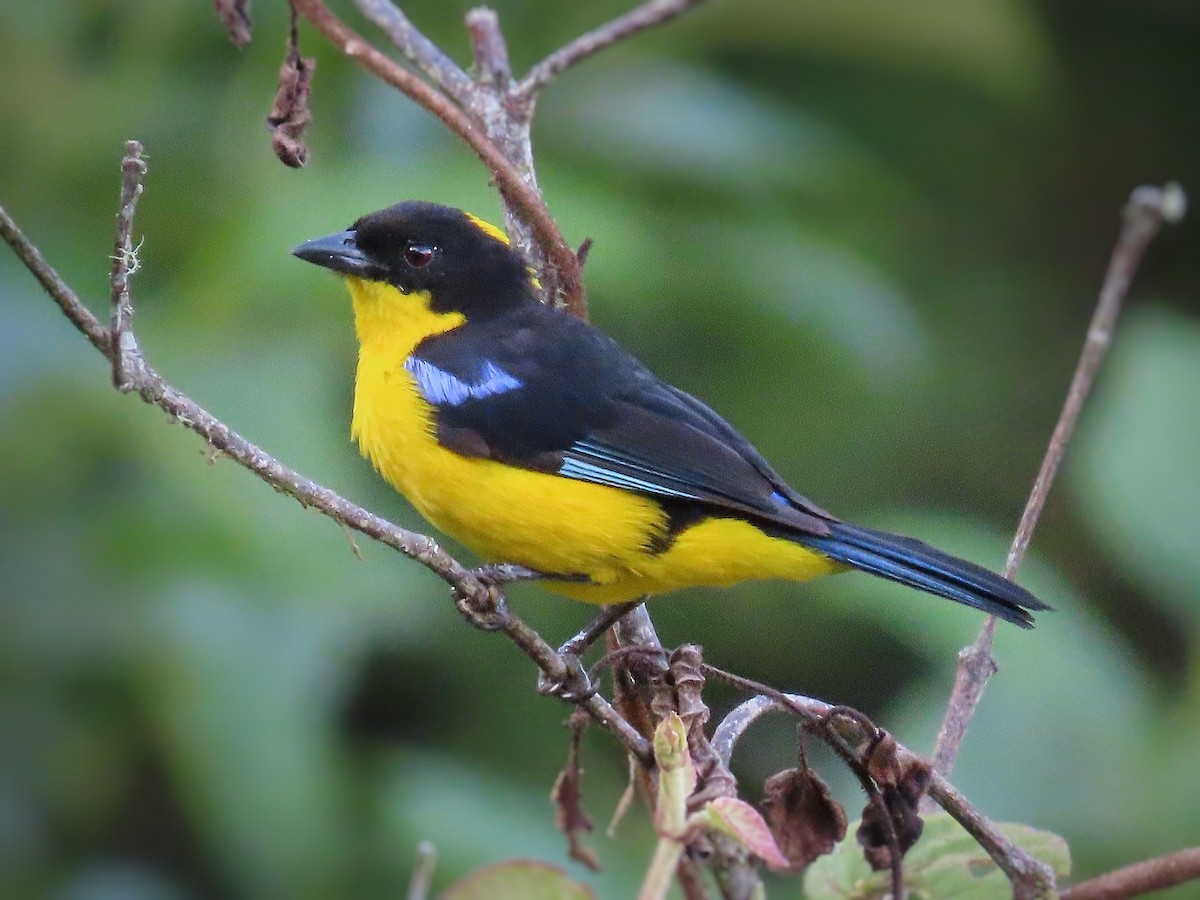 Blue-winged Mountain Tanager (Bolivian) - ML517613581