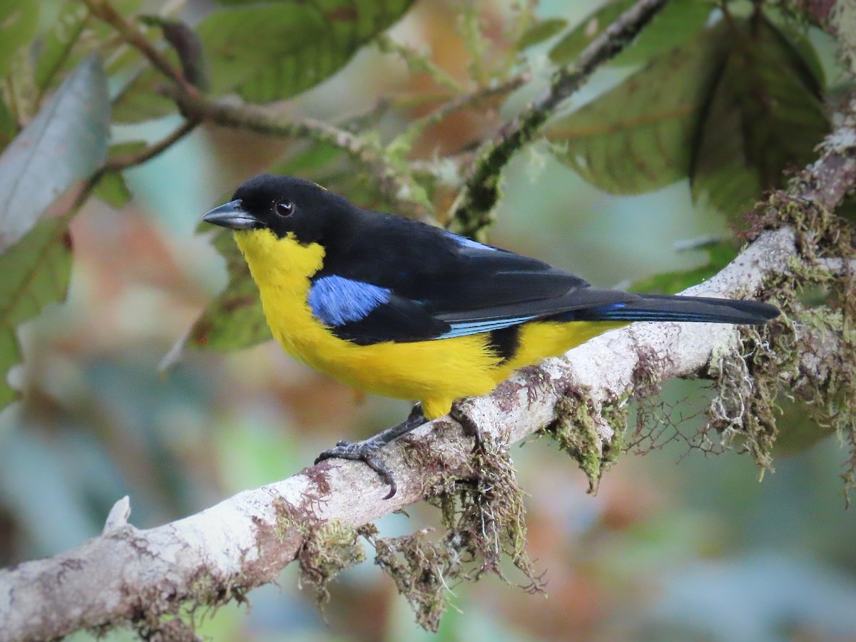 Blue-winged Mountain Tanager (Bolivian) - ML517613591