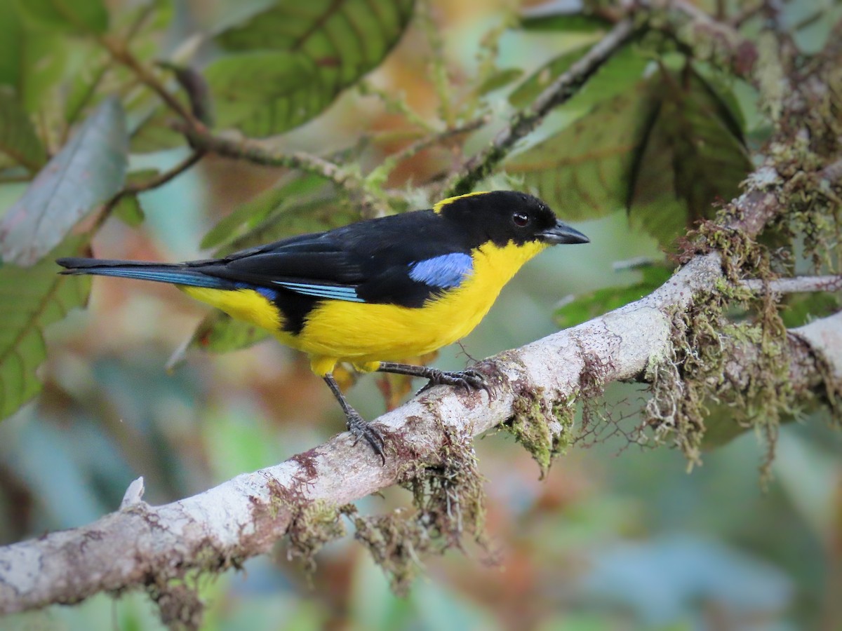 Blue-winged Mountain Tanager (Bolivian) - ML517613601