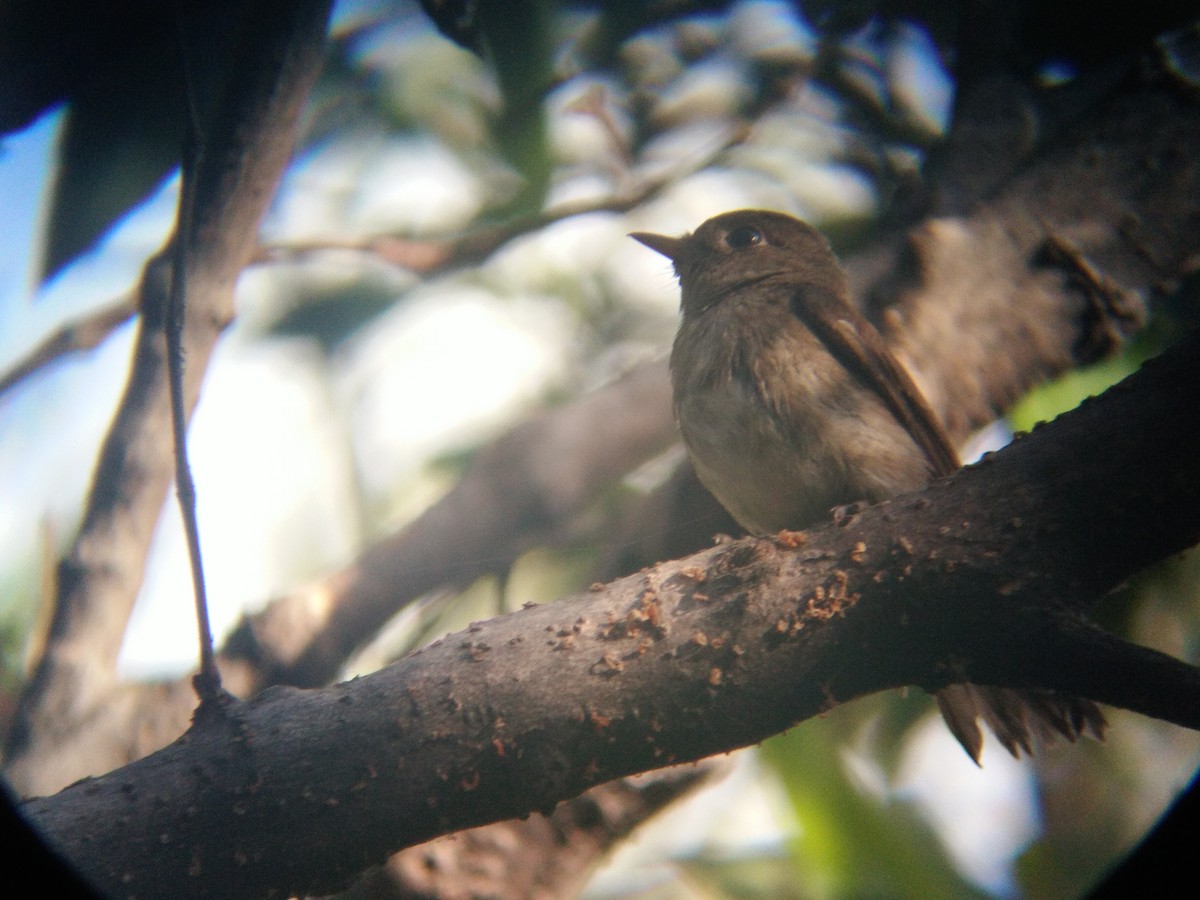 Asian Brown/Brown-streaked Flycatcher - ML51761431