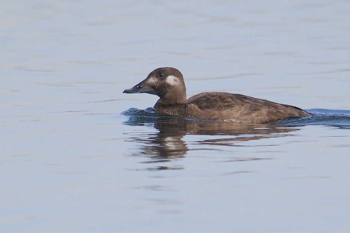 White-winged Scoter - ML517615791