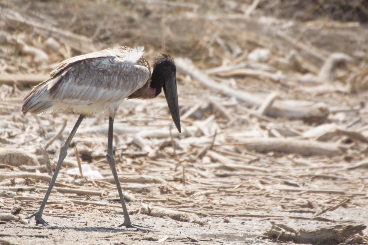 Jabiru - ML517615991