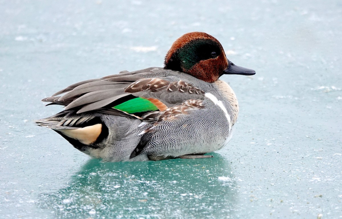 Green-winged Teal - ML517616161
