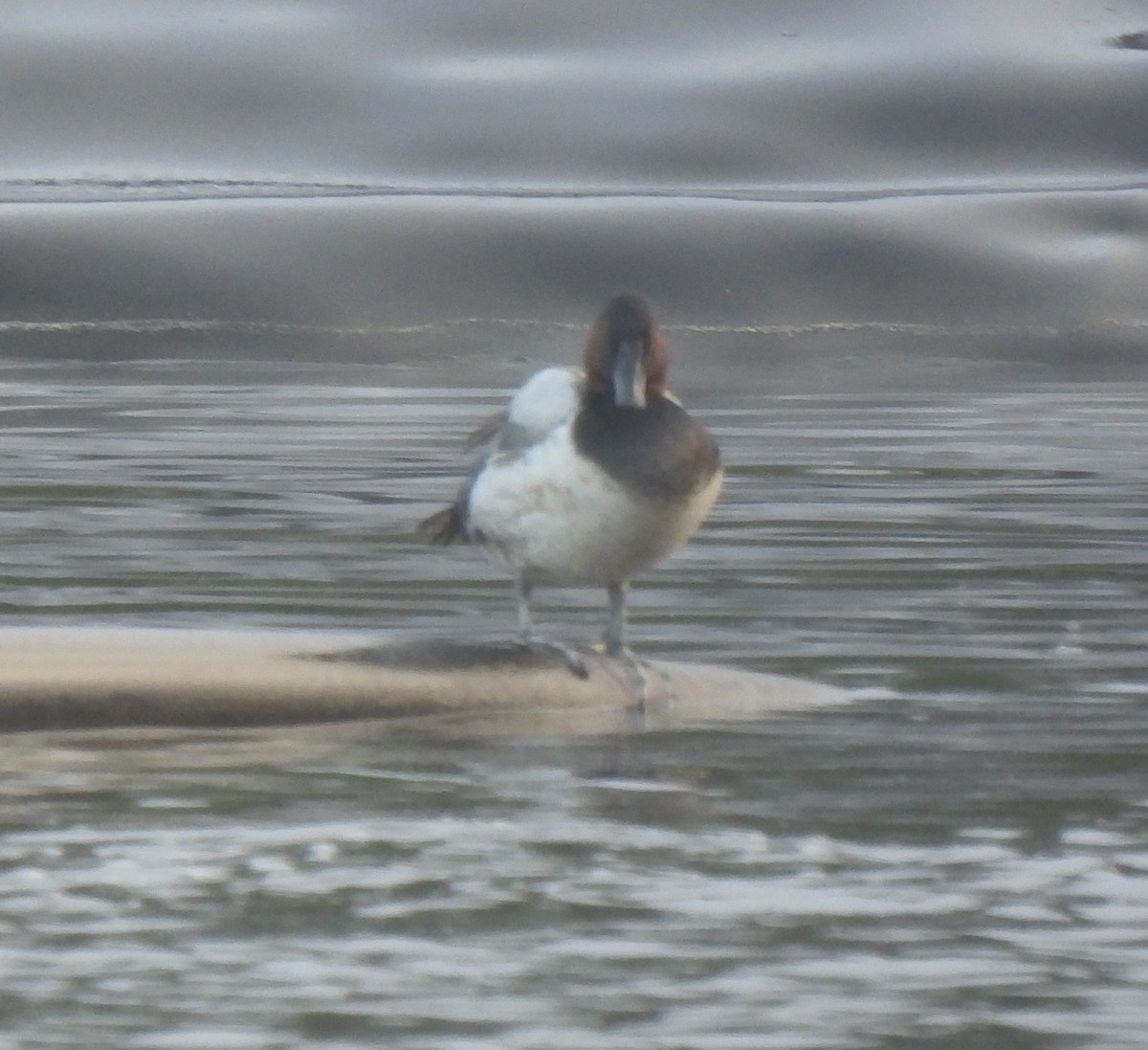 Canvasback - ML517617181