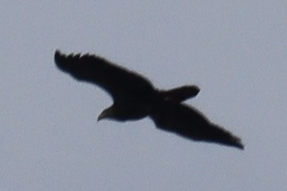 Bald Eagle - ML517617631