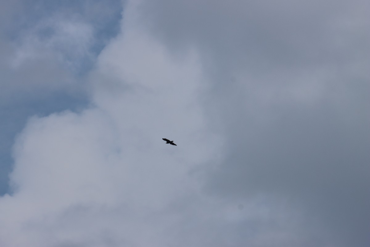 Bald Eagle - ML517617651