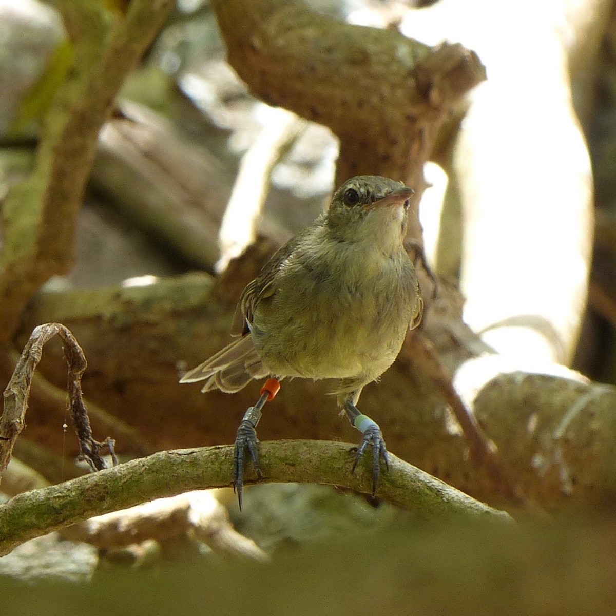 Seychelles Warbler - ML517617721