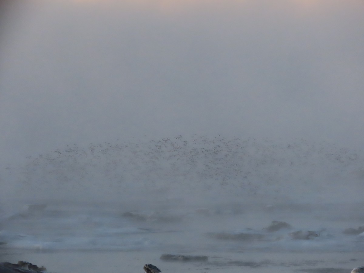 Rock Sandpiper - Laura Burke