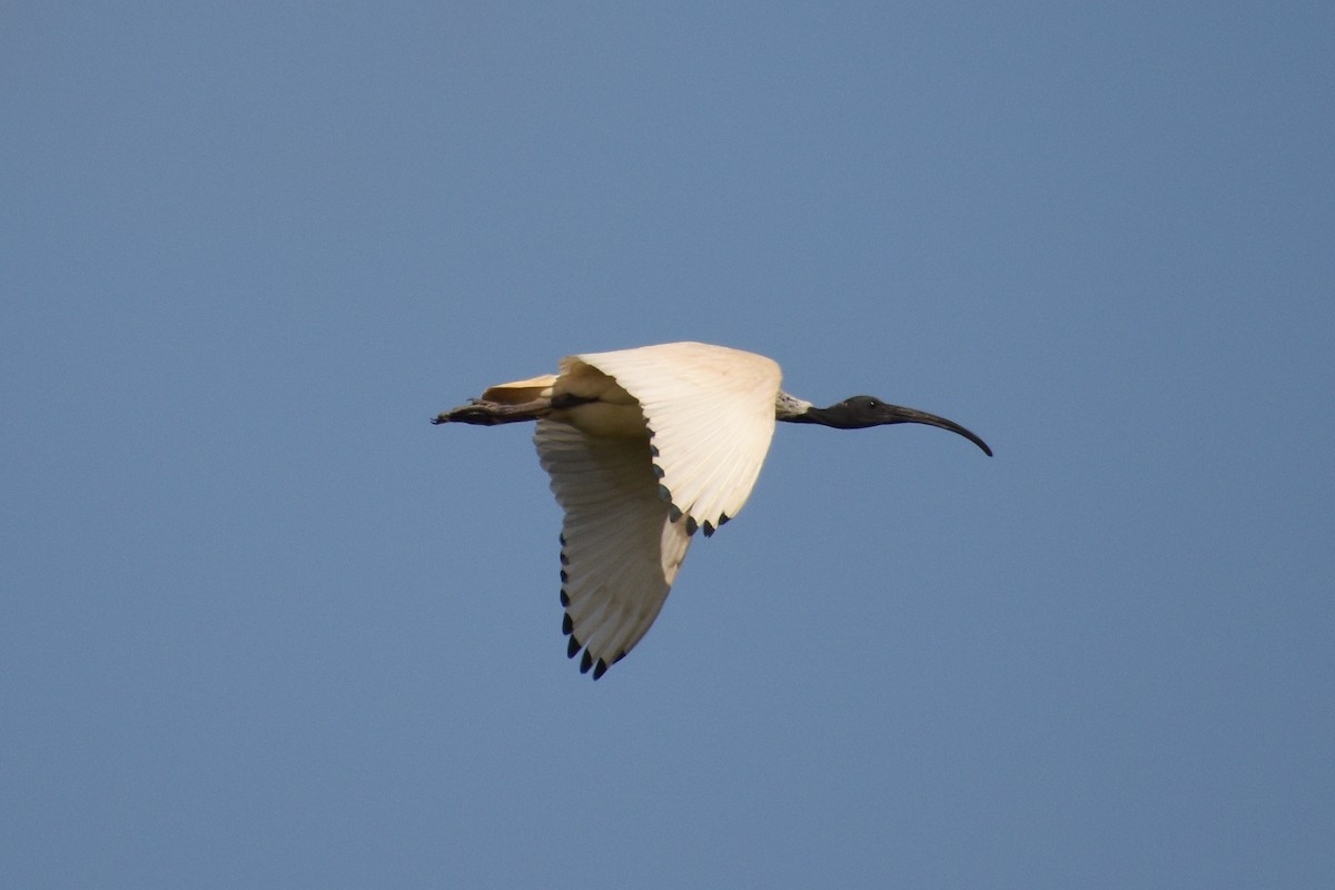 Australian Ibis - ML517621361