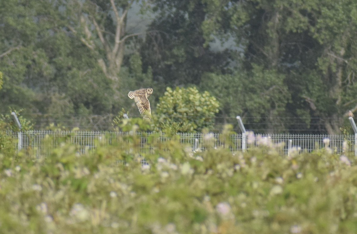 Short-eared Owl - ML517621411