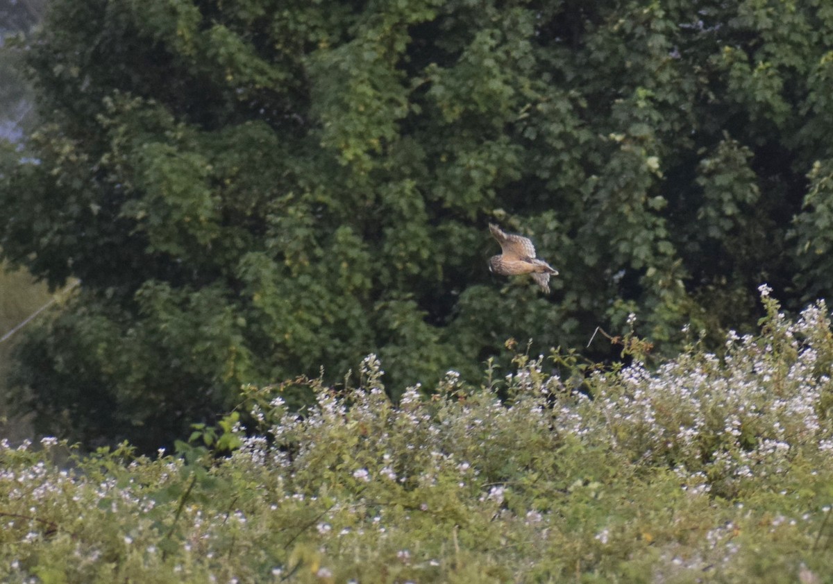 Short-eared Owl - ML517621421