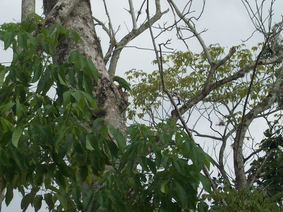 Yellow-naped Parrot - ML51762191