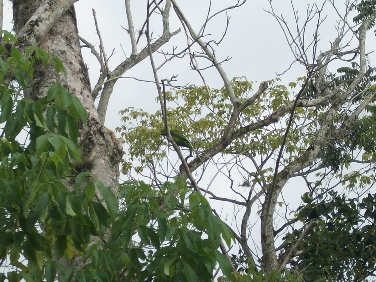 Yellow-naped Parrot - ML51762211