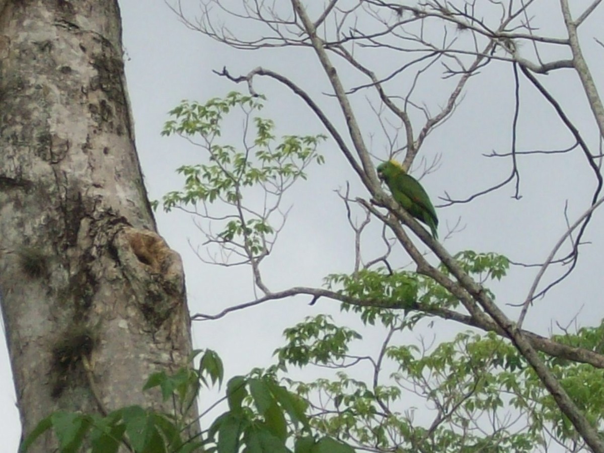 Amazona Nuquigualda - ML51762241