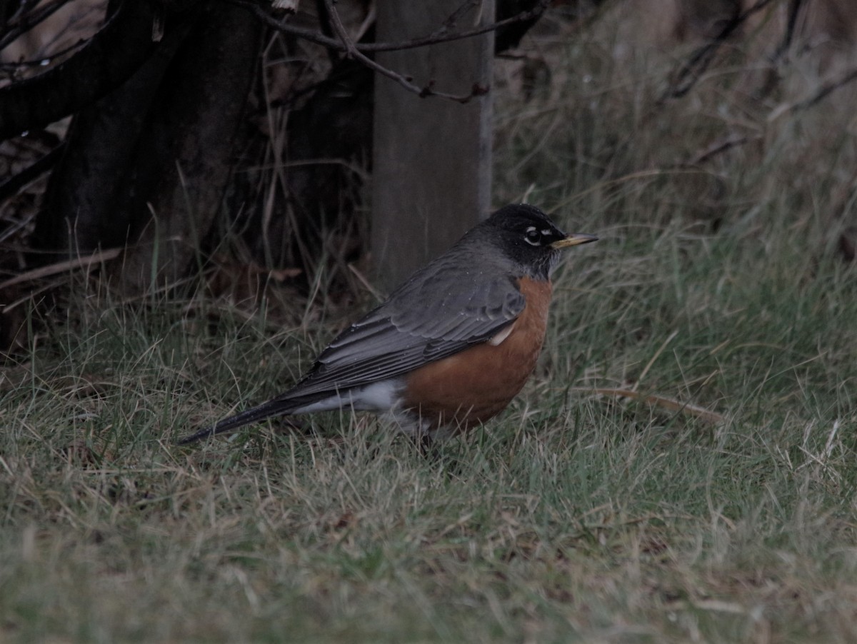 American Robin - Jeff Ogden