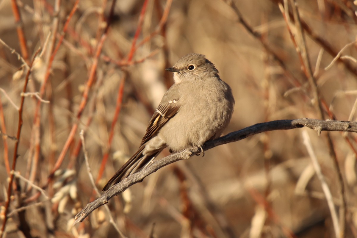 Townsend's Solitaire - ML517623551