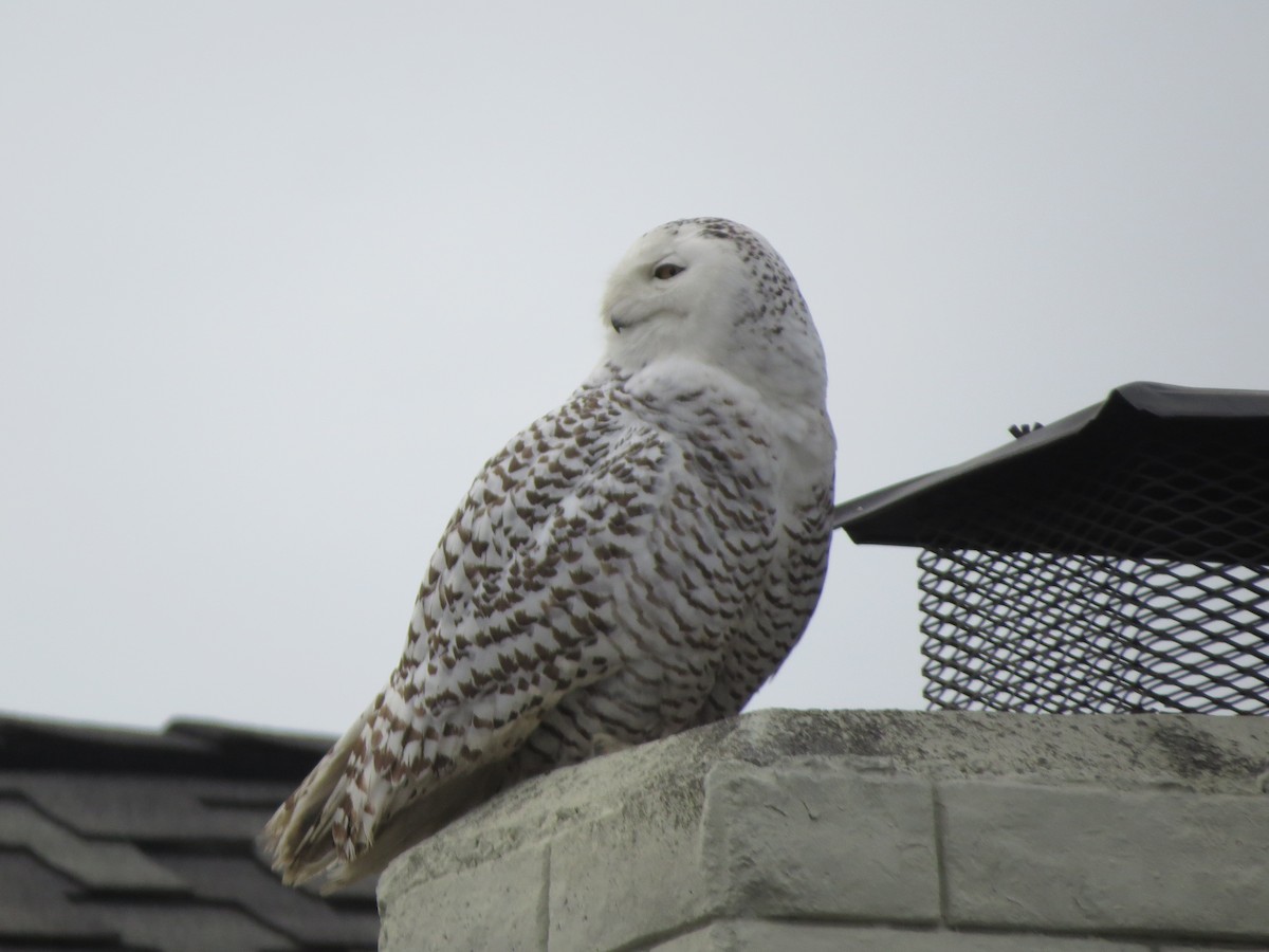 Snowy Owl - Terry Hill