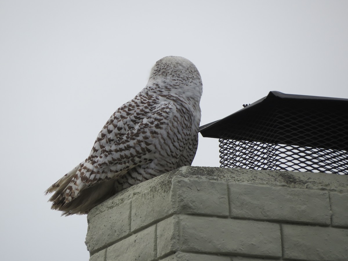 Snowy Owl - Terry Hill