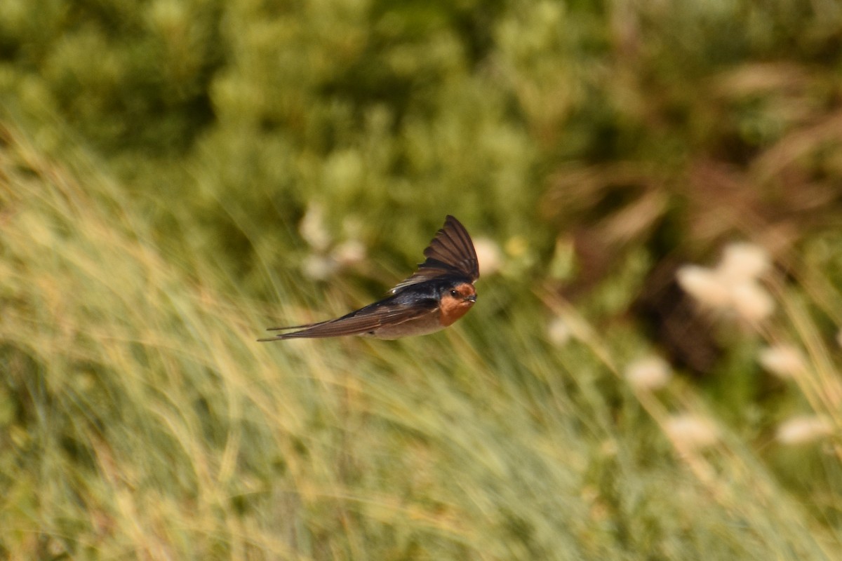 Welcome Swallow - ML517624421