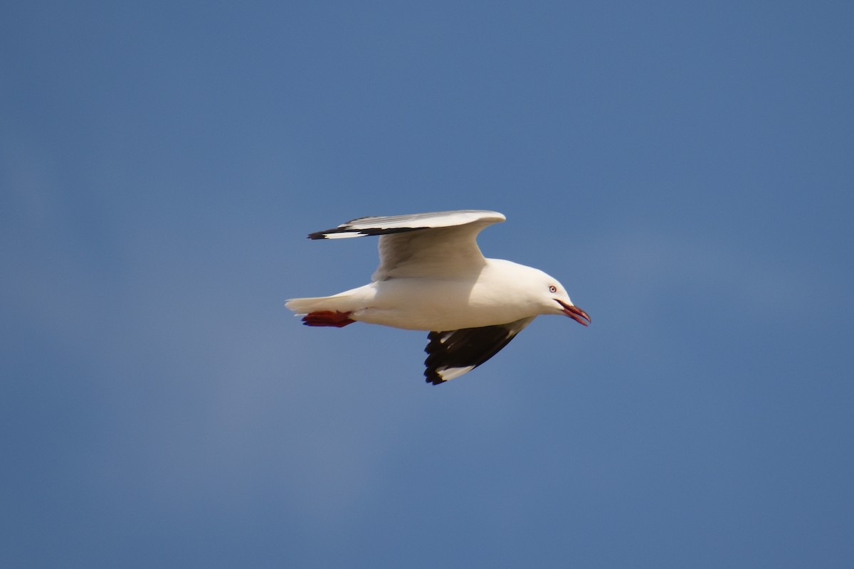 Silver Gull - ML517624651