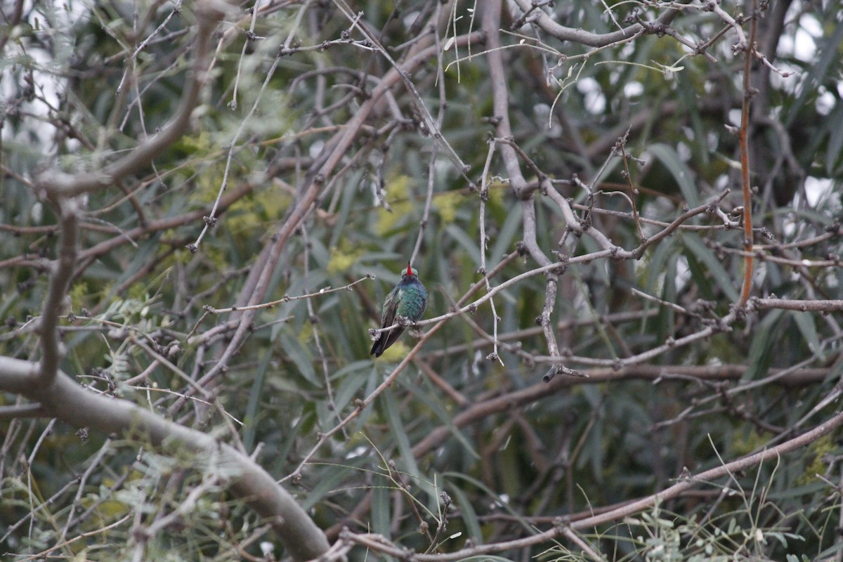 Broad-billed Hummingbird - David Griffin