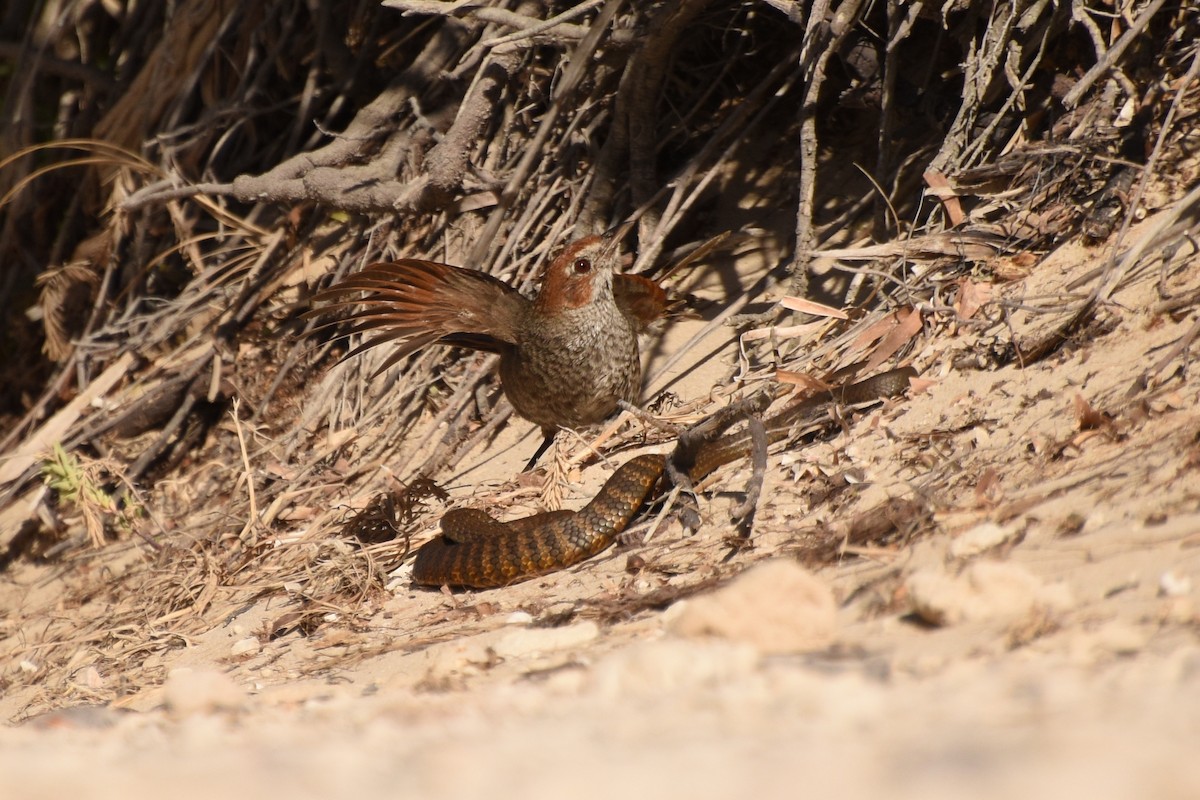 Rufous Bristlebird - ML517625571