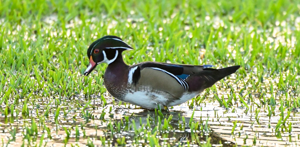 Wood Duck - ML517626381