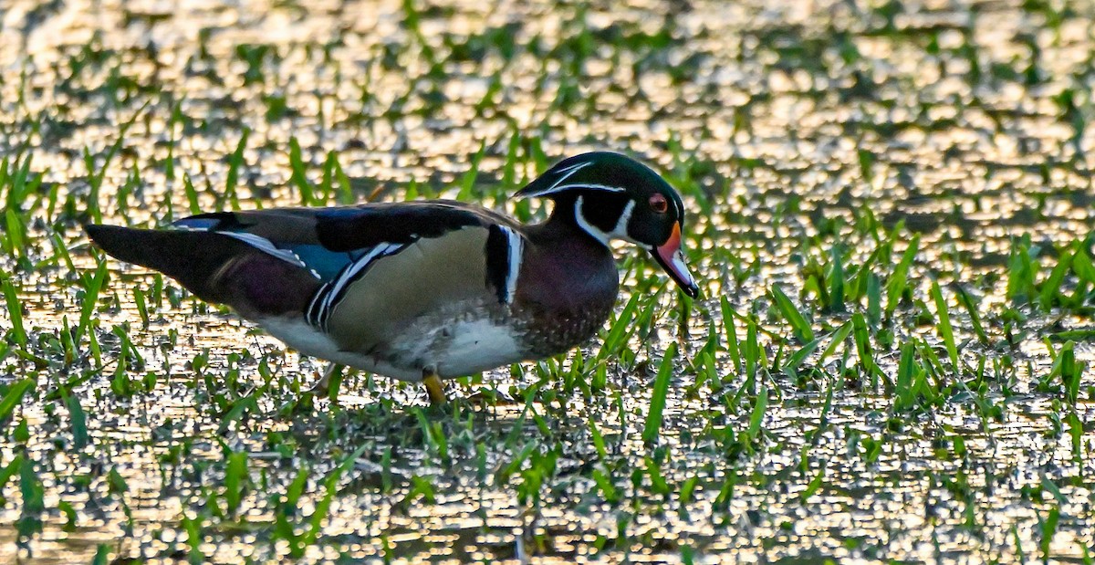 Wood Duck - ML517626391