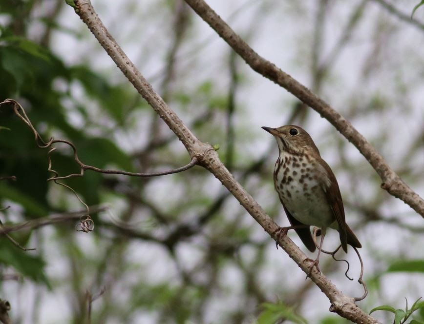 Hermit Thrush - Vitek Jirinec