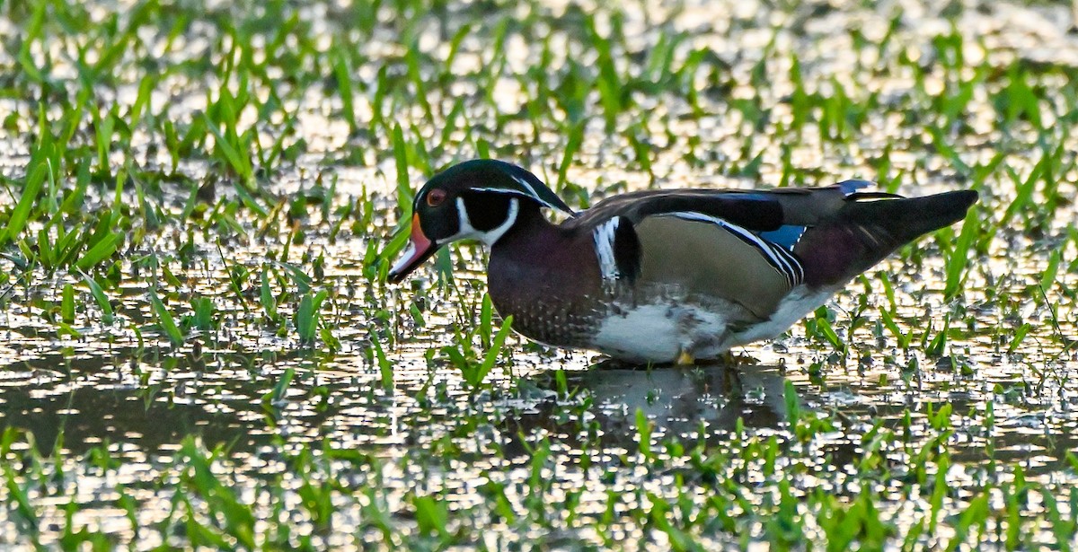 Wood Duck - ML517626411