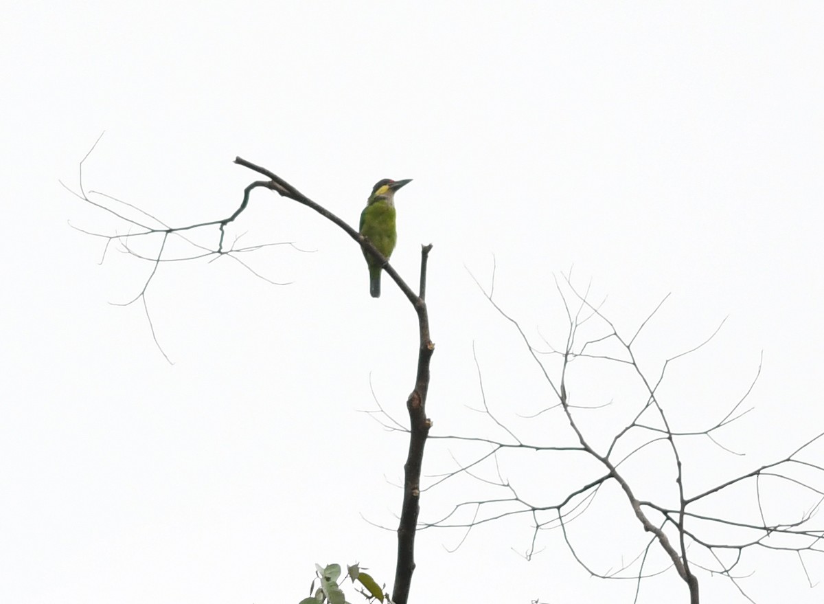 barbet zlatovousý (ssp. chrysopsis) - ML517626611