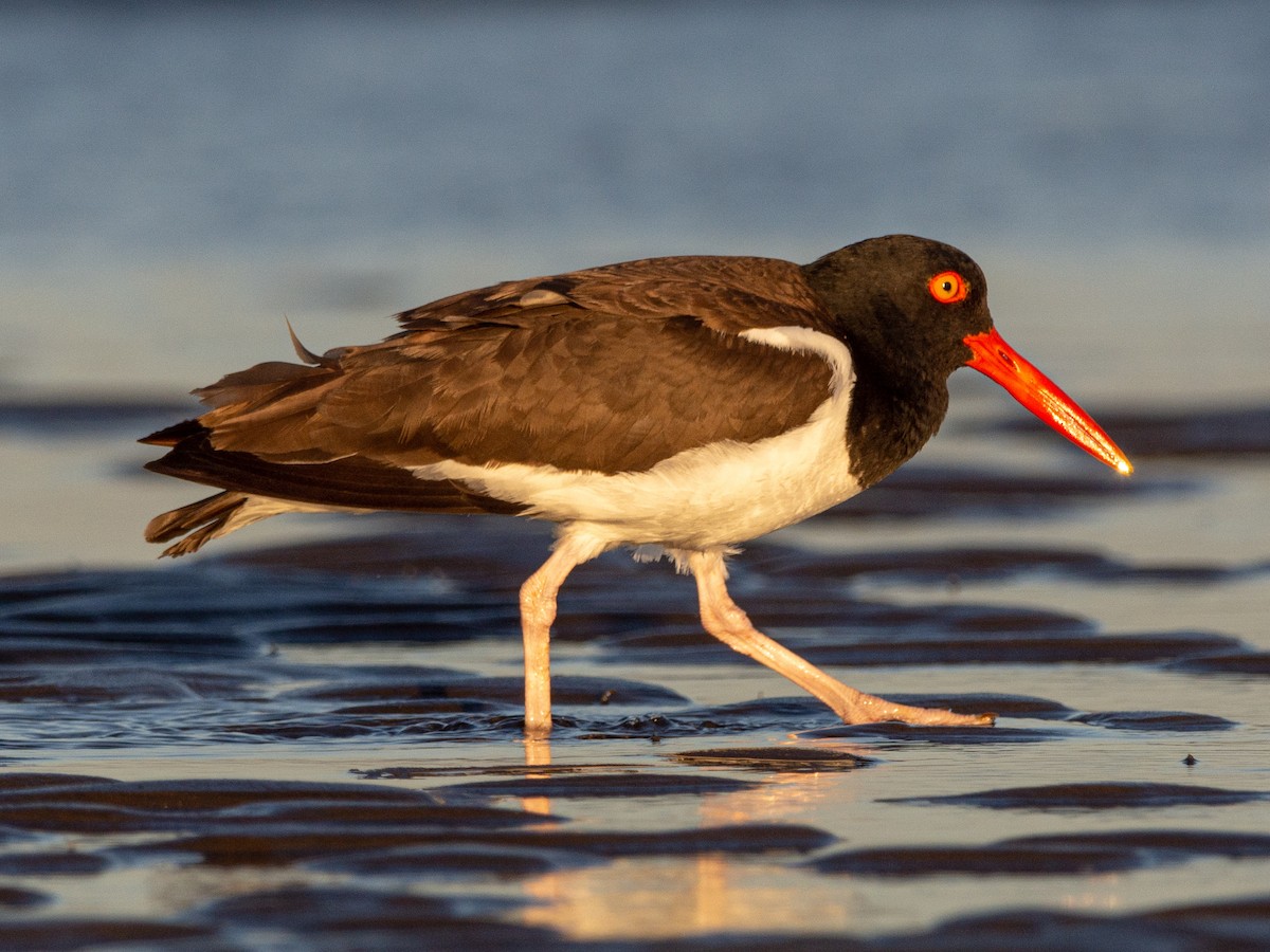 American Oystercatcher - ML517628281