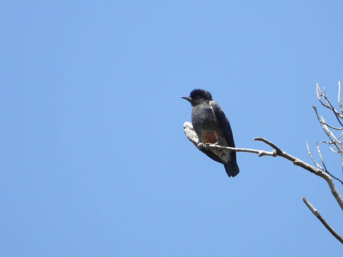 Swallow-winged Puffbird - ML517628471